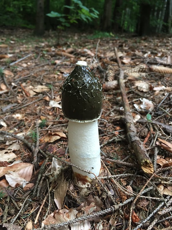 hadovka smradľavá Phallus impudicus L.