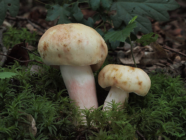 plávka fialovohlúbiková Russula violeipes Quél.