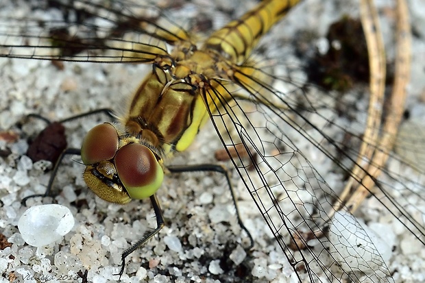 vážka rudá Sympetrum sanguineum