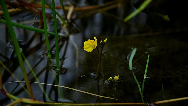 bublinatka nebadaná Utricularia australis R. Br.