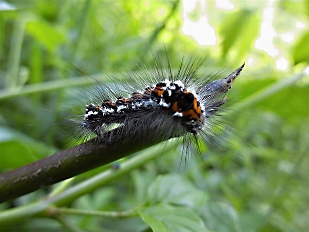 mramorovka marhulova  Acronicta tridens