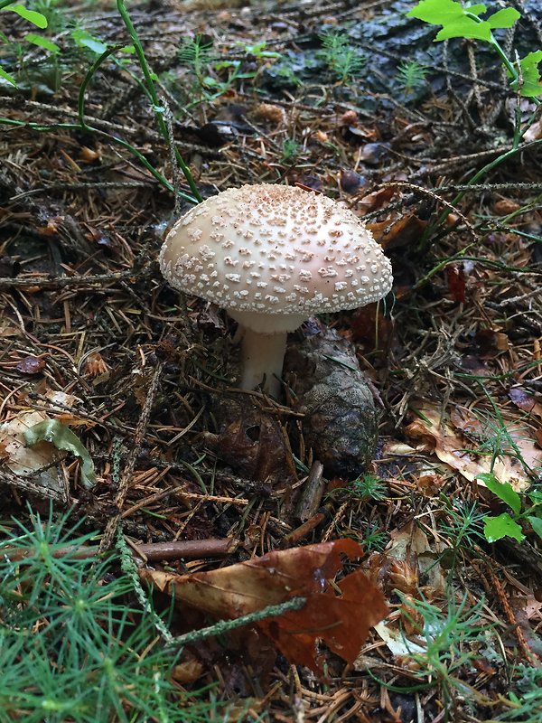 muchotrávka červenkastá Amanita rubescens Pers.