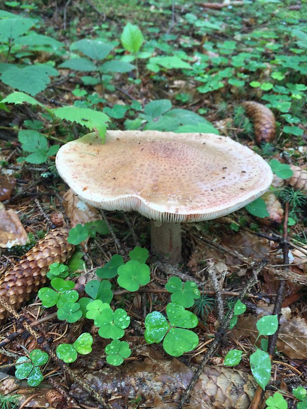 muchotrávka červenkastá Amanita rubescens Pers.