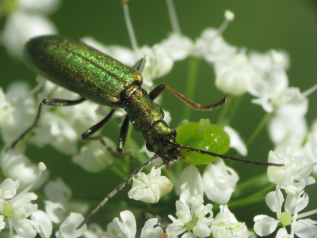 stehnáč Chrysanthia viridissima