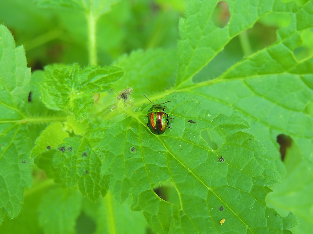 liskavka dúhová Chrysolina fastuosa