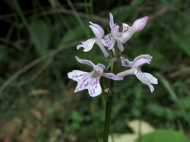 vstavačovec fuchsov pravý Dactylorhiza fuchsii subsp. fuchsii (Druce) Soó