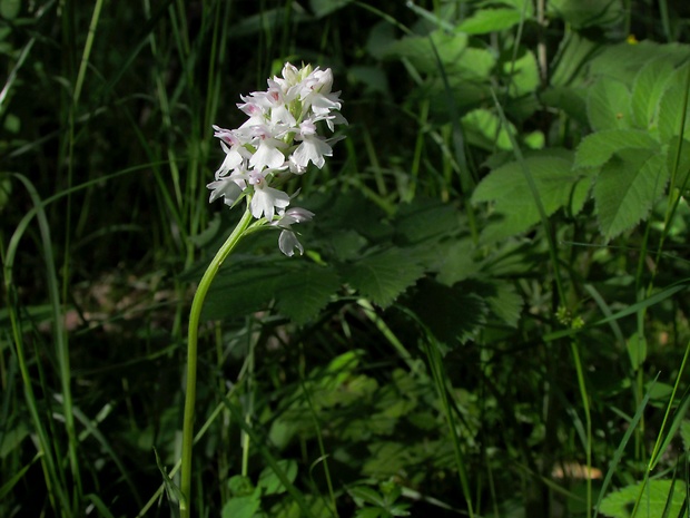 vstavačovec škvrnitý sedmohradský Dactylorhiza maculata subsp. transsilvanica (Schur) Soó