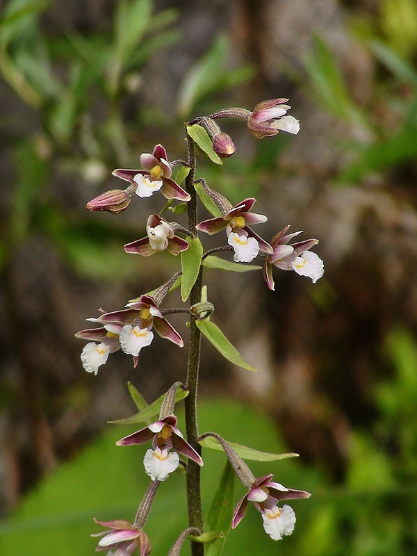 kruštík močiarny Epipactis palustris (L.) Crantz