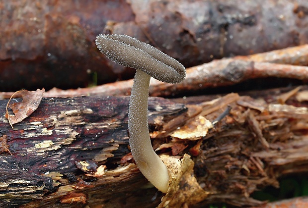 chriapač Helvella sp.