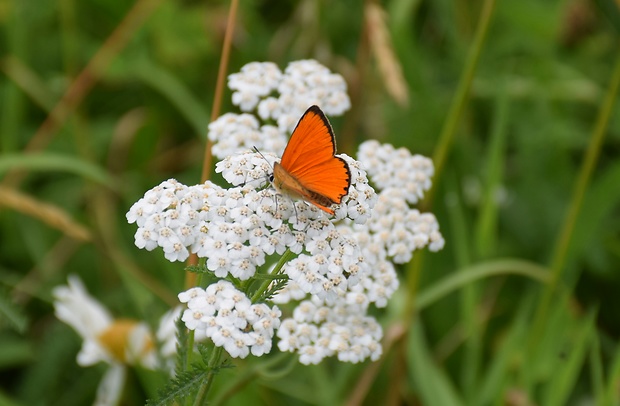 ohniváčik zlatobyľový Lycaena virgaureae