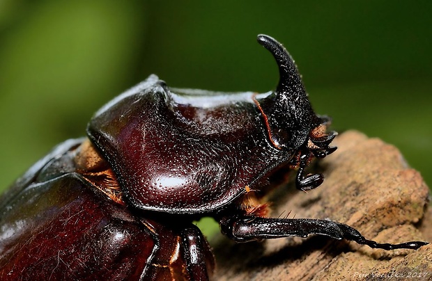 nosorožík kapucínek Oryctes nasicornis ssp. ondrejanus