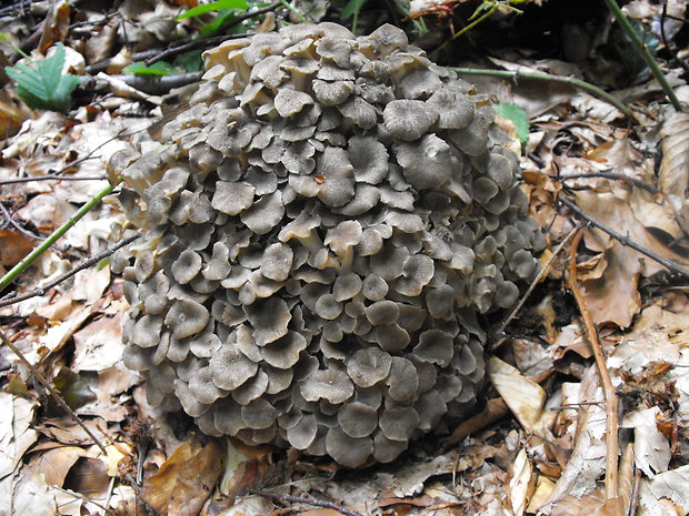 trúdnik klobúčkatý Polyporus umbellatus (Pers.) Fr.