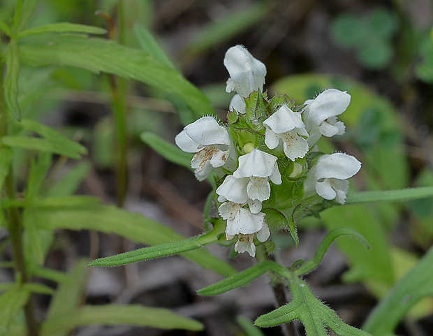 čiernohlávok zastrihovaný Prunella laciniata (L.) L.