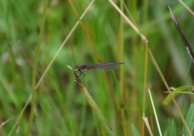 šidielko červené? Pyrrhosoma nymphula?