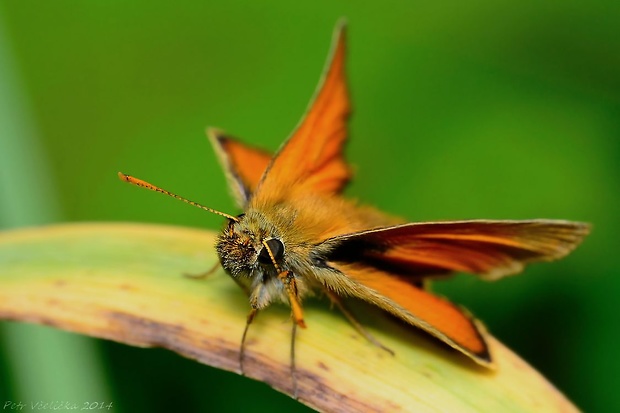 soumračník Thymelicus sp.