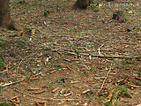 hadovka smradľavá - biotop
