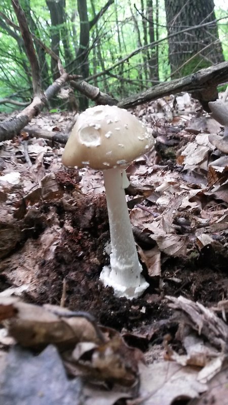 muchotrávka tigrovaná Amanita pantherina (DC.) Krombh.