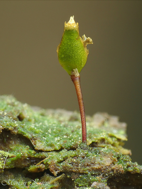 kyjanôčka zelená Buxbaumia viridis (Moug. ex Lam. et DC.) Brid. ex Moug. et Nestl.