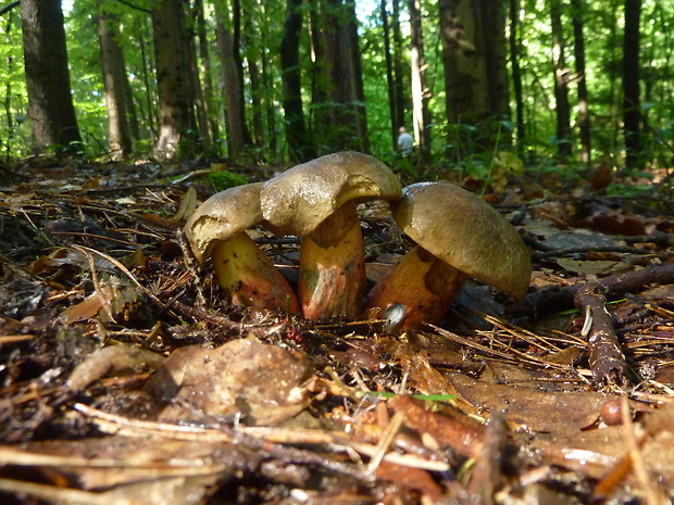 hríb červený Caloboletus calopus Fr.