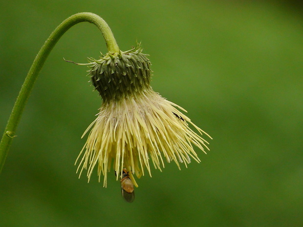 pichliač lepkavý Cirsium erisithales (Jacq.) Scop.