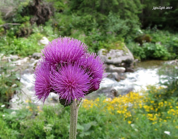 pichliač potočný Cirsium rivulare (Jacq.) All.