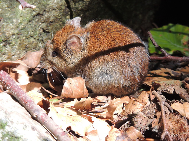 hrdziak lesný Clethrionomys glareolus