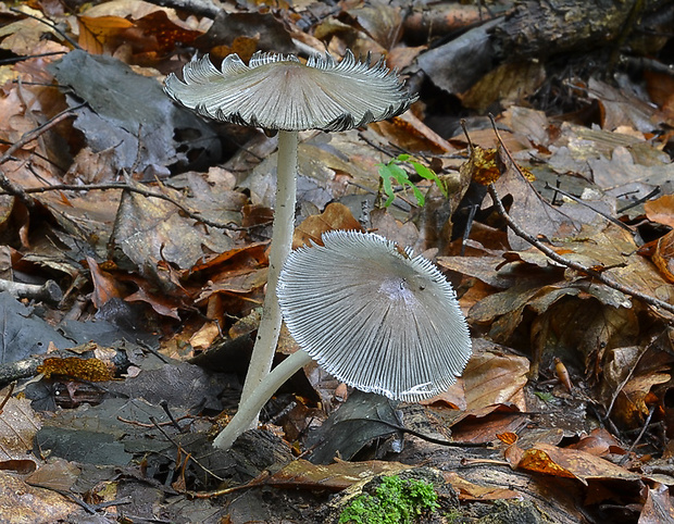 hnojník Coprinellus sp.