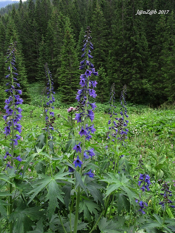 stračonôžka vysoká Delphinium elatum L.