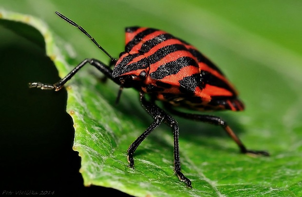 kněžice páskovaná Graphosoma lineatum