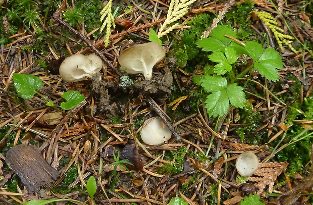 chriapač kalíškovitý? Helvella acetabulum? (L.) Quél.