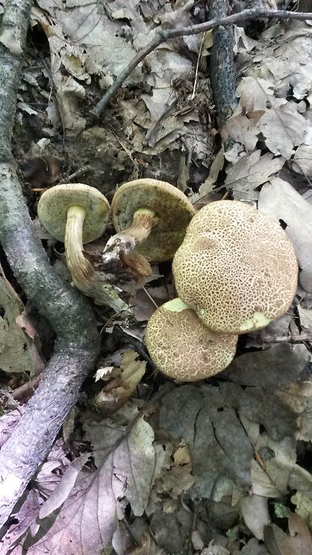 suchohríb Engelov Hortiboletus engelii (Hlaváček) Biketova & Wasser