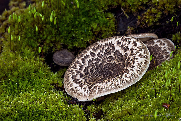 húževnatec tigrovaný Lentinus tigrinus (Bull.) Fr.