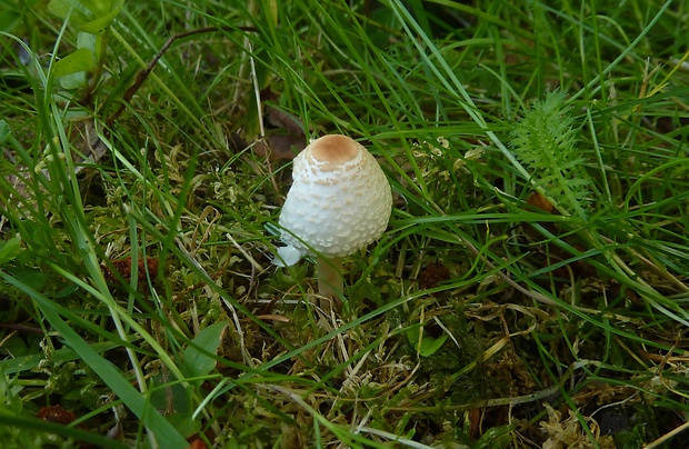 bedlička páchnuca Lepiota cf.cristata