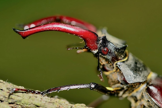 roháč obecný Lucanus cervus