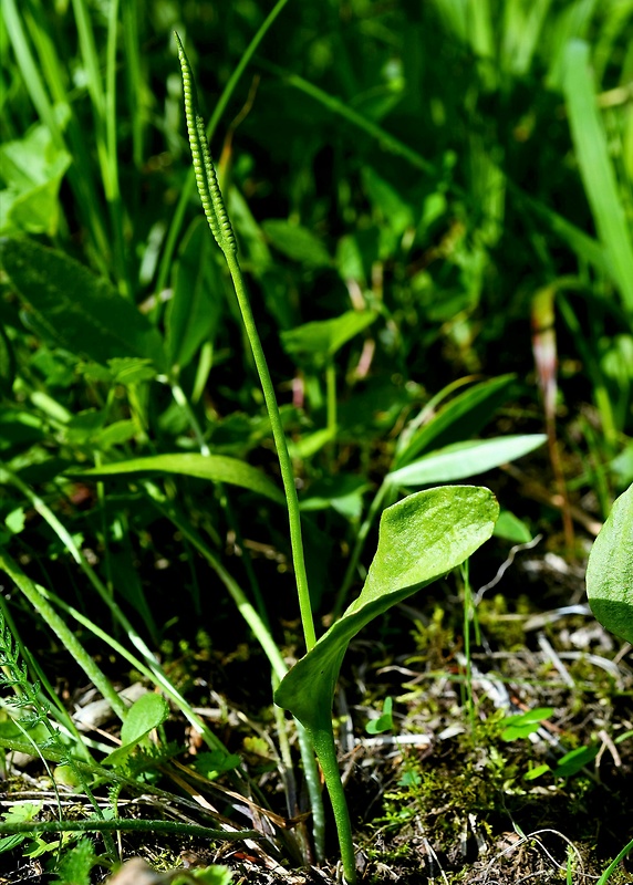 hadivka obyčajná Ophioglossum vulgatum L.