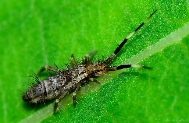 chvostoskok Orchesella sp.