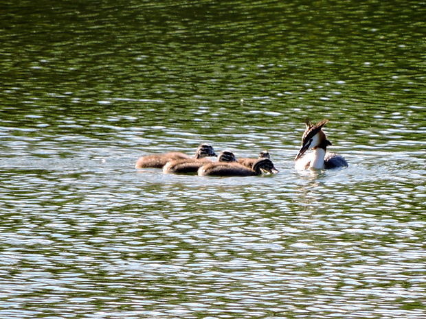 potápka chocholatá   Podiceps cristatus