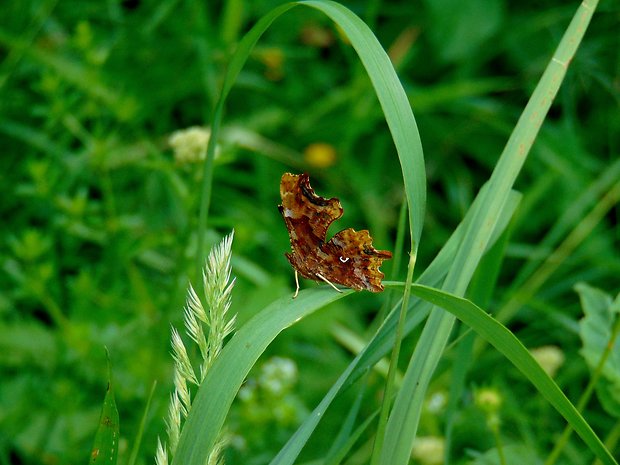 babôčká zubatokrídla Polygonia c-album