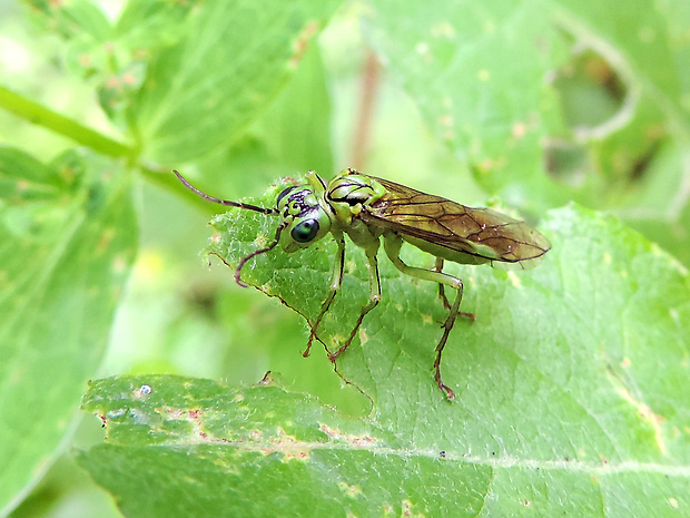 piliarka / pilatka Rhogogaster punctulata Klug, 1814