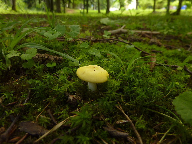 plávka octová Russula acetolens Rauschert