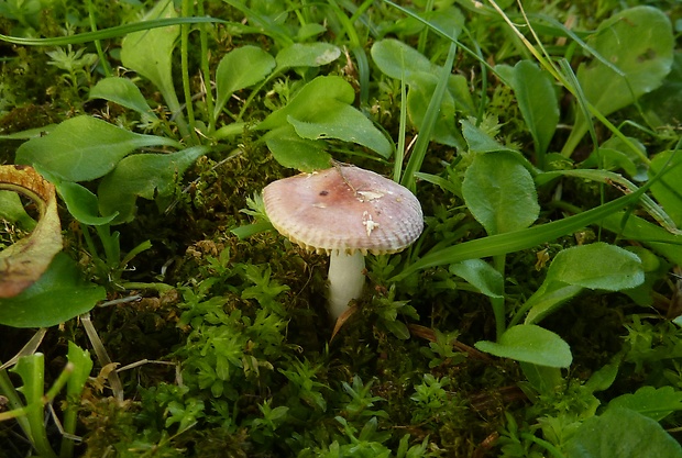 plávka Russula sp.