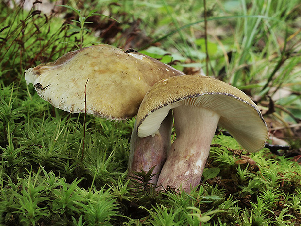 plávka fialovohlúbiková Russula violeipes Quél.