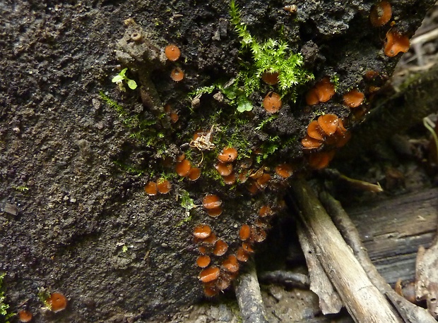 štítovnička Scutellinia sp.