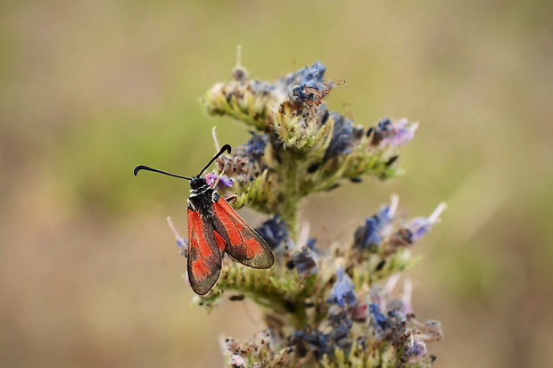 vřetenuška čtverotečná Zygaena punctum