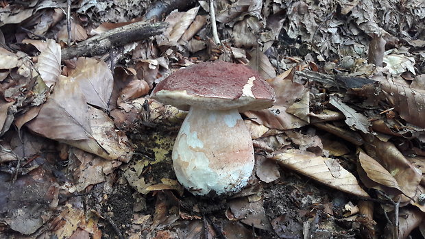 hríb sosnový Boletus pinophilus Pil. et Dermek in Pil.