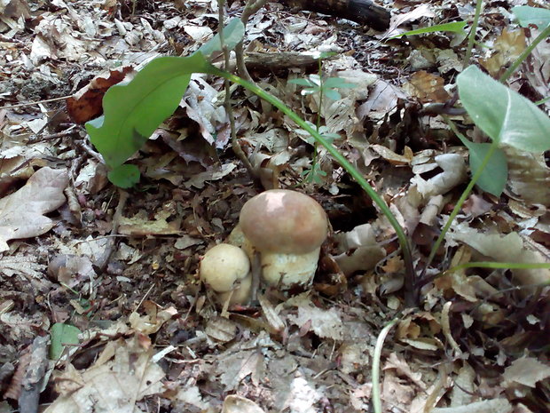 hríb dubový Boletus reticulatus Schaeff.