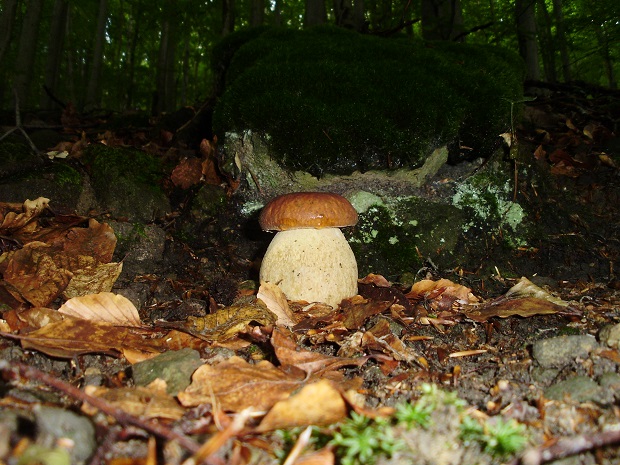 hríb dubový Boletus reticulatus Schaeff.