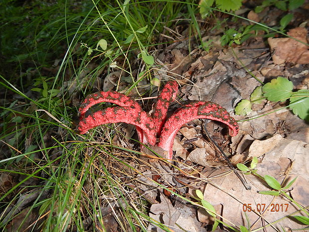 mrežovka kvetovitá Clathrus archeri (Berk.) Dring