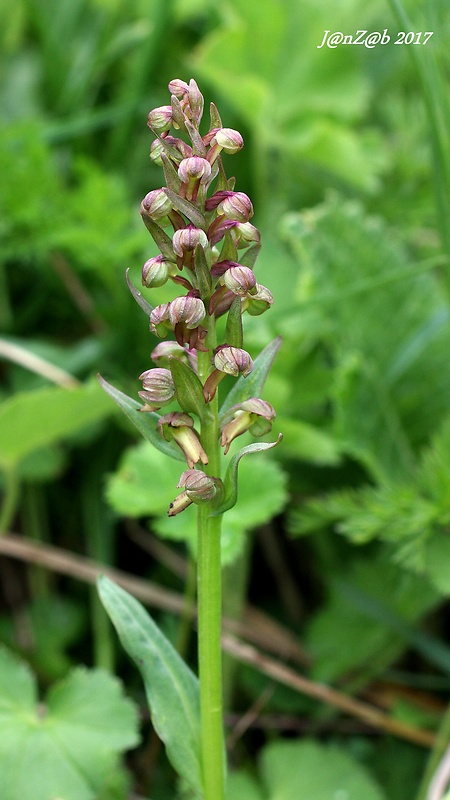 vstavačovec zelený Dactylorhiza viridis (L.) A.M. Bateman, A.M. Pridgeon &amp; M. Chase