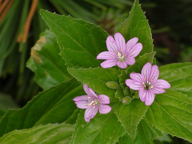 vŕbovka alpská Epilobium alpestre (Jacq.) Krock.